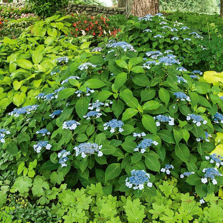 Hydrangea serrata 'Blue Billow'