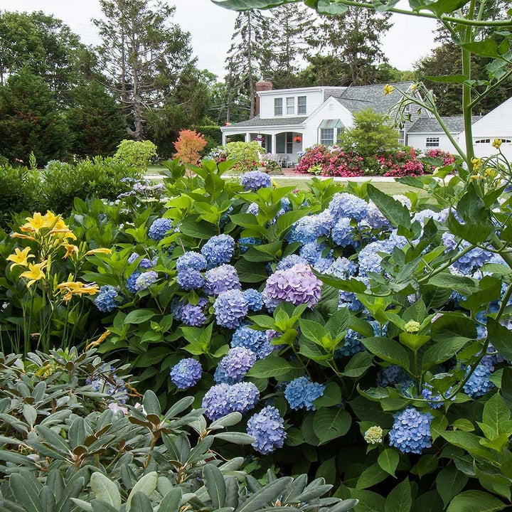 Hydrangea macrophylla Endless Summer®