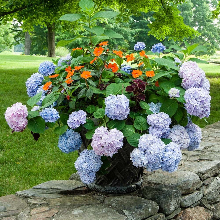 Hydrangea macrophylla Endless Summer®