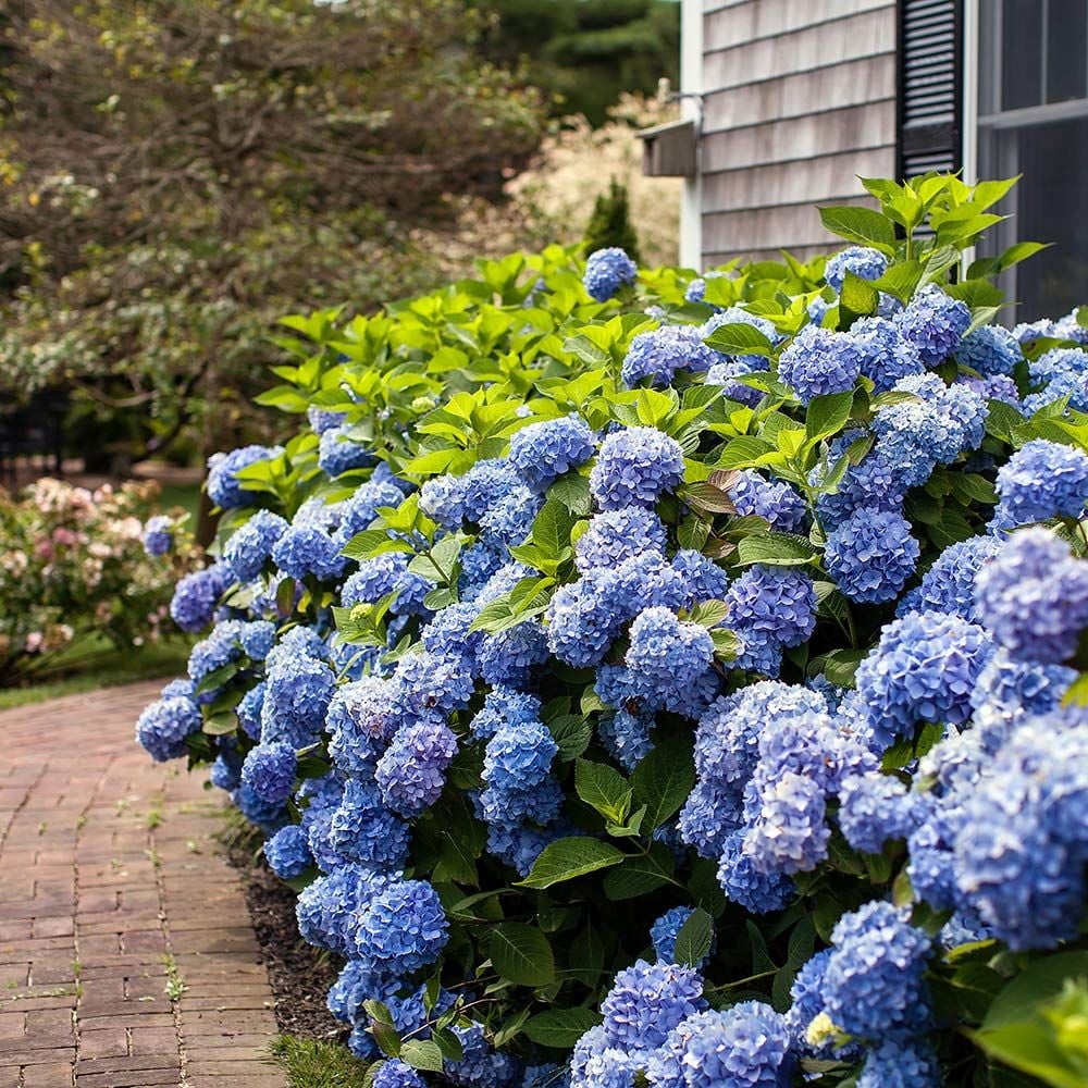 Hydrangea macrophylla Endless Summer®