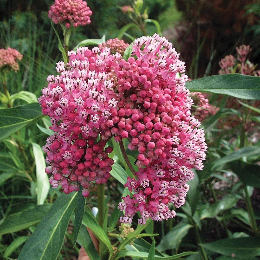 Asclepias incarnata 'Cinderella'