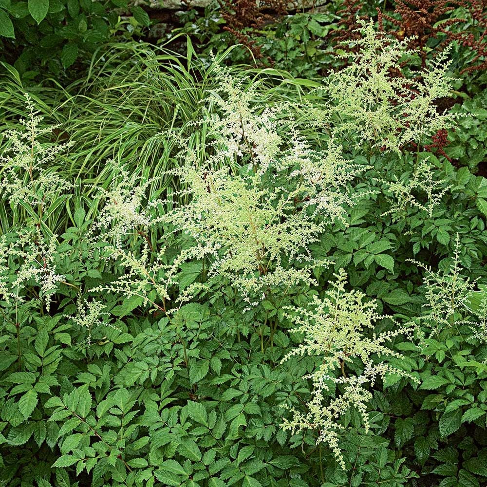 Astilbe x arendsii 'Bridal Veil'