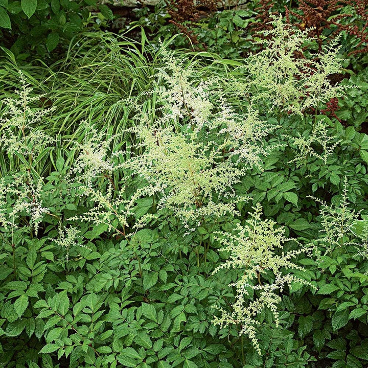 Astilbe x arendsii 'Bridal Veil'