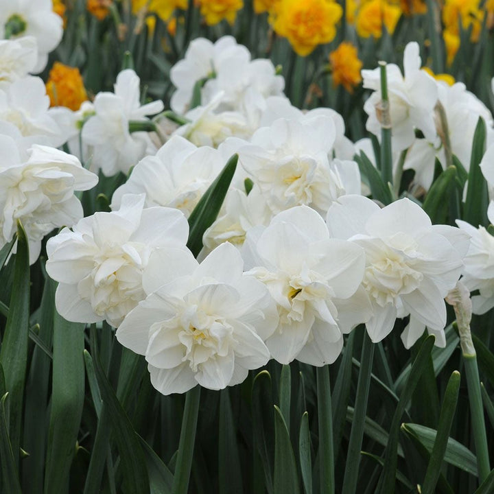 Narcissus 'Androcles'