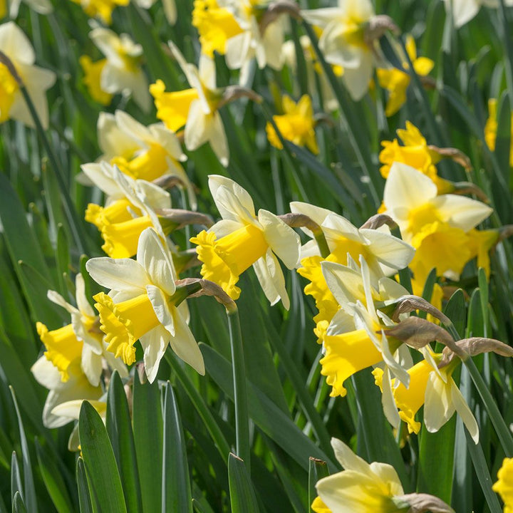 Narcissus 'Cornish King'