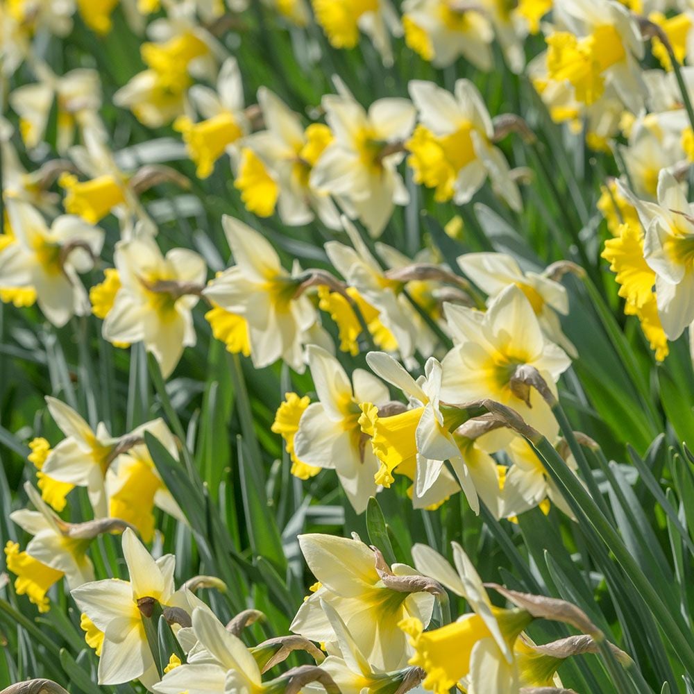 Narcissus 'Cornish King'