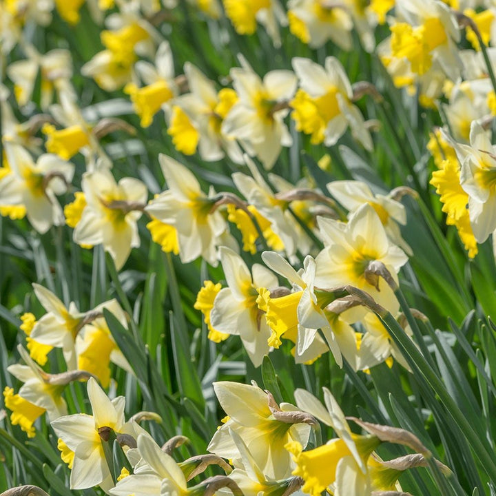 Narcissus 'Cornish King'