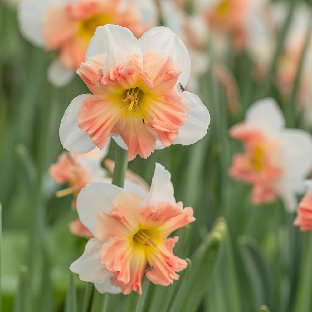 A Mix of Butterfly Daffodils