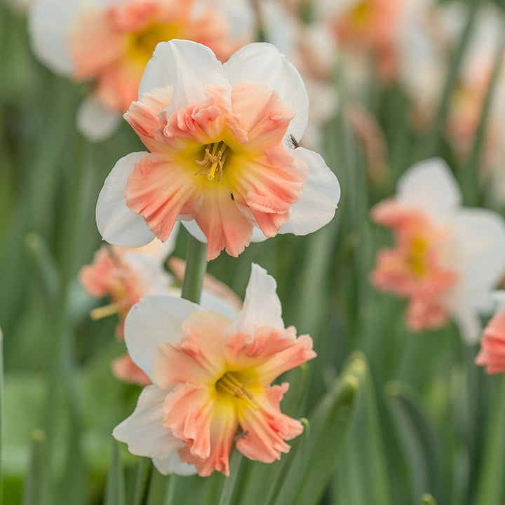 A Mix of Butterfly Daffodils