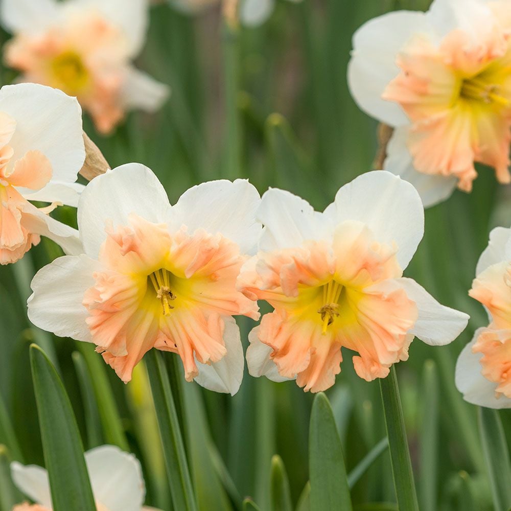 Narcissus 'Mallee'
