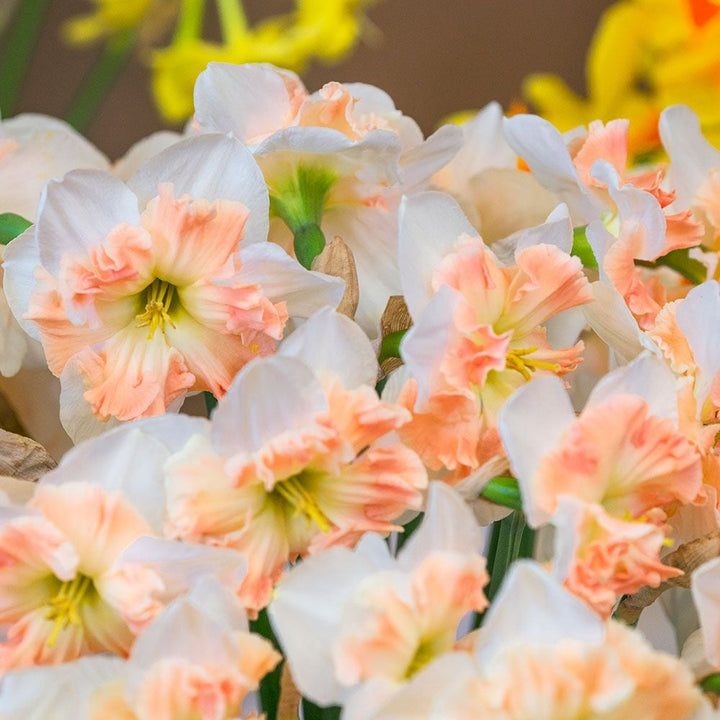 Narcissus 'Mallee'