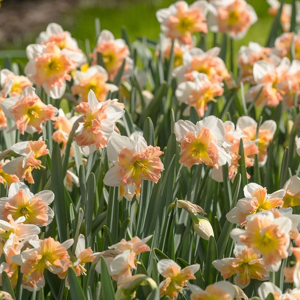 Narcissus 'Mallee'