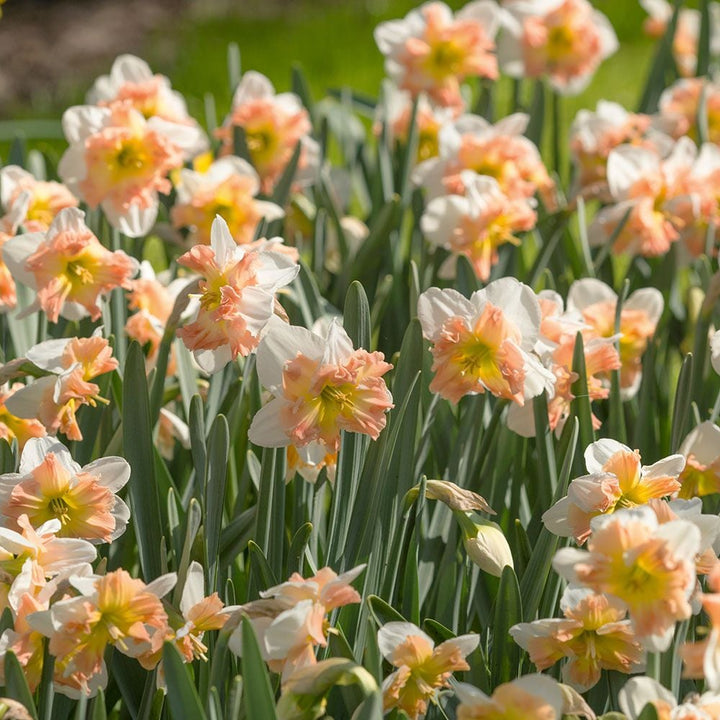 Narcissus 'Mallee'
