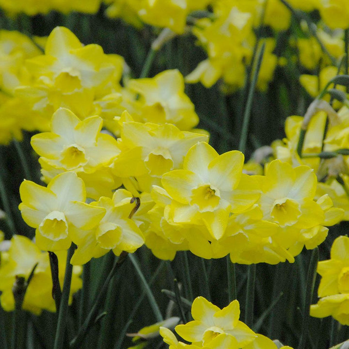 Narcissus 'Regeneration'