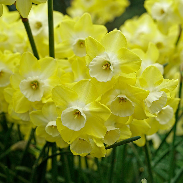 Narcissus 'Regeneration'