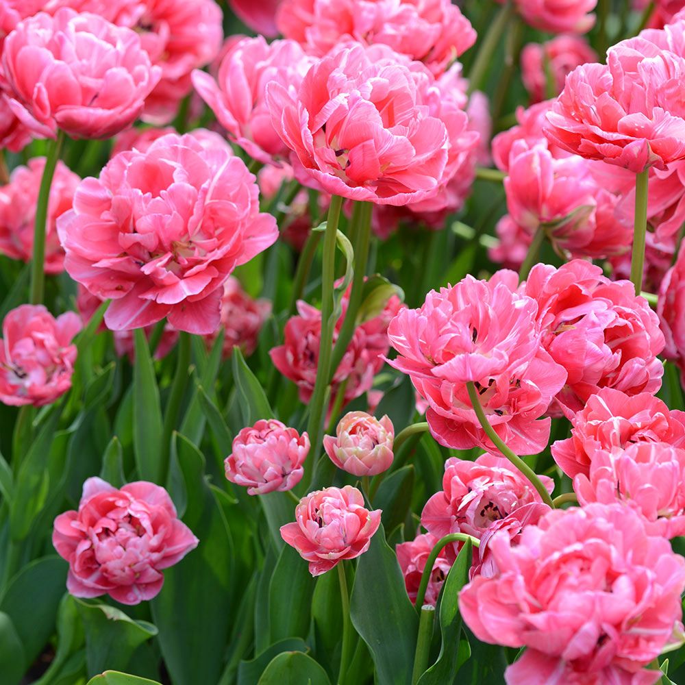 Tulip 'Aveyron'