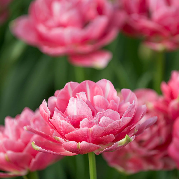 Tulip 'Aveyron'