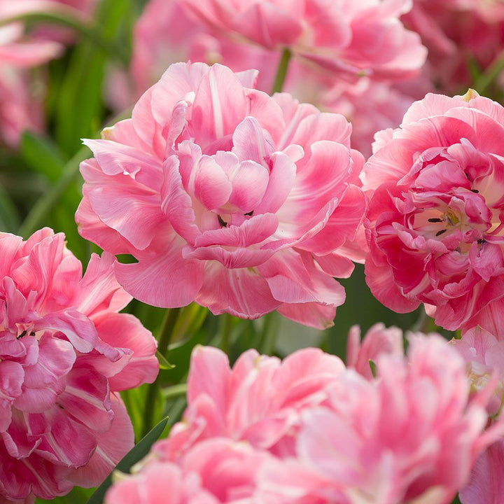Tulip 'Aveyron'