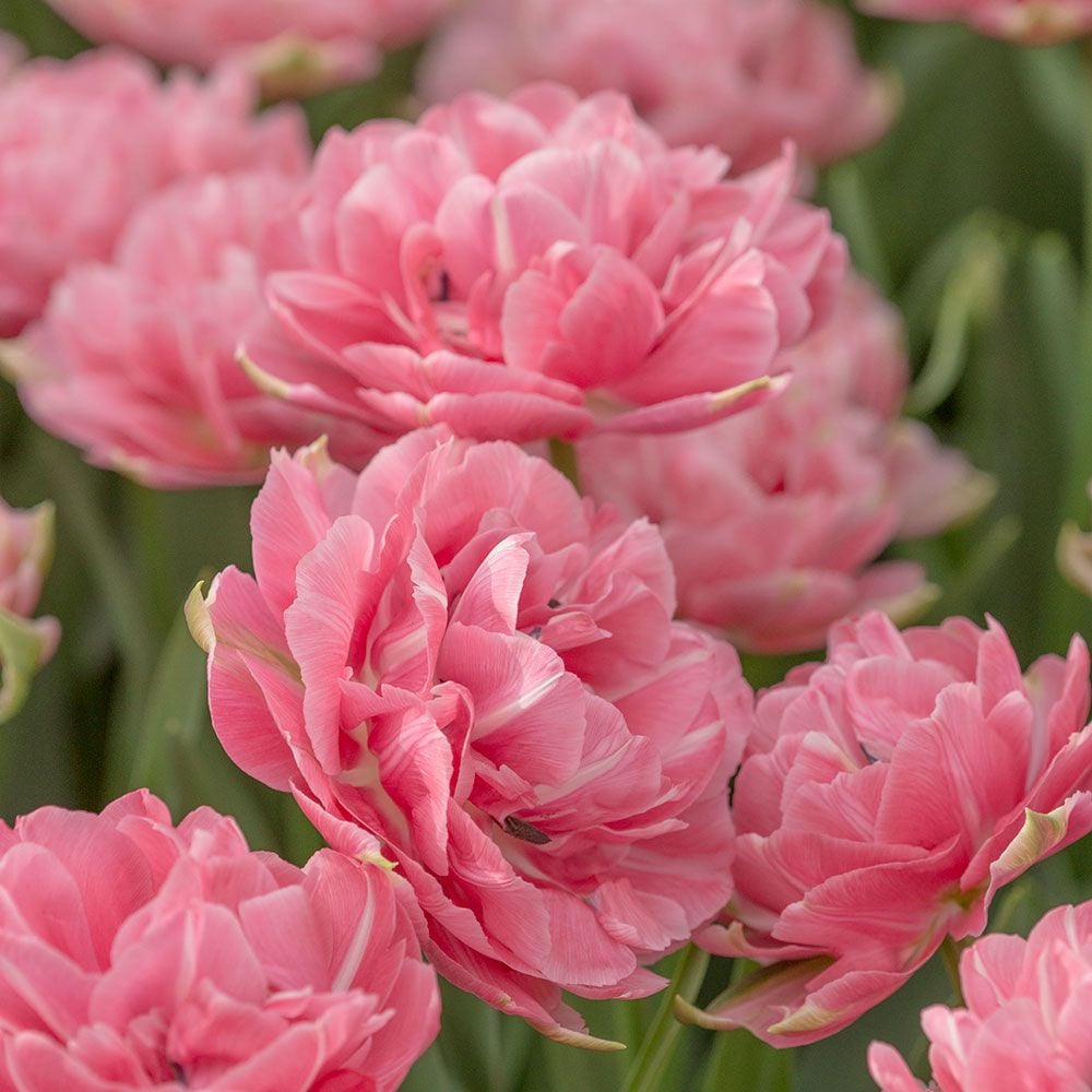 Tulip 'Aveyron'