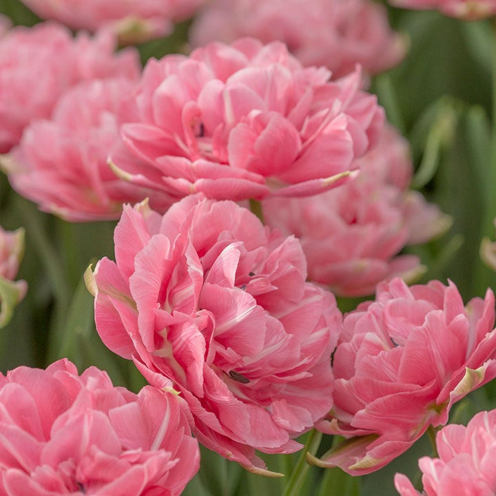 Tulip 'Aveyron'