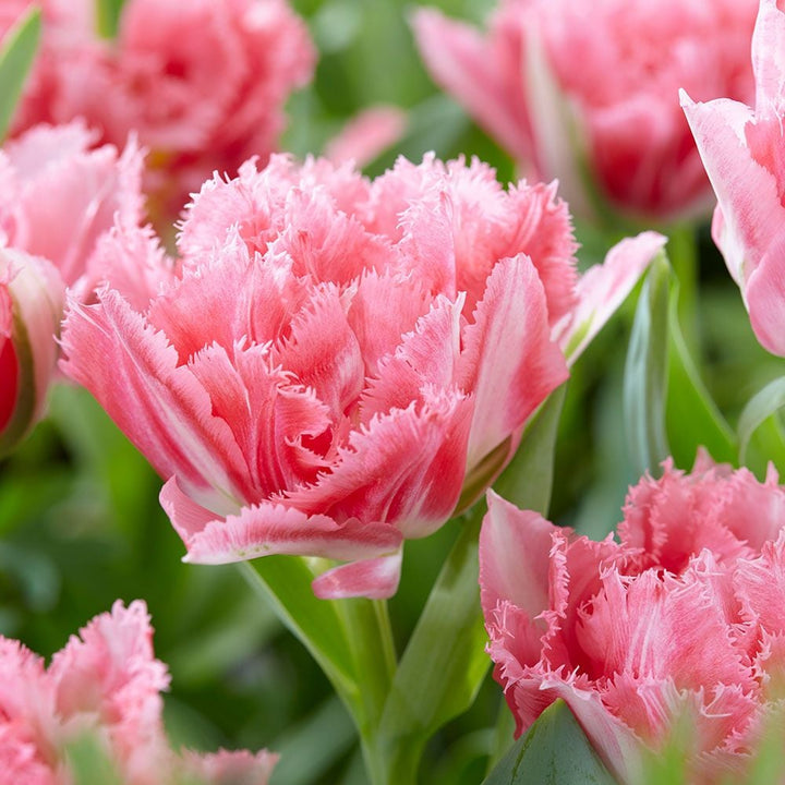 Tulip 'Crispion Sweet'