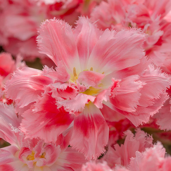 Tulip 'Crispion Sweet'