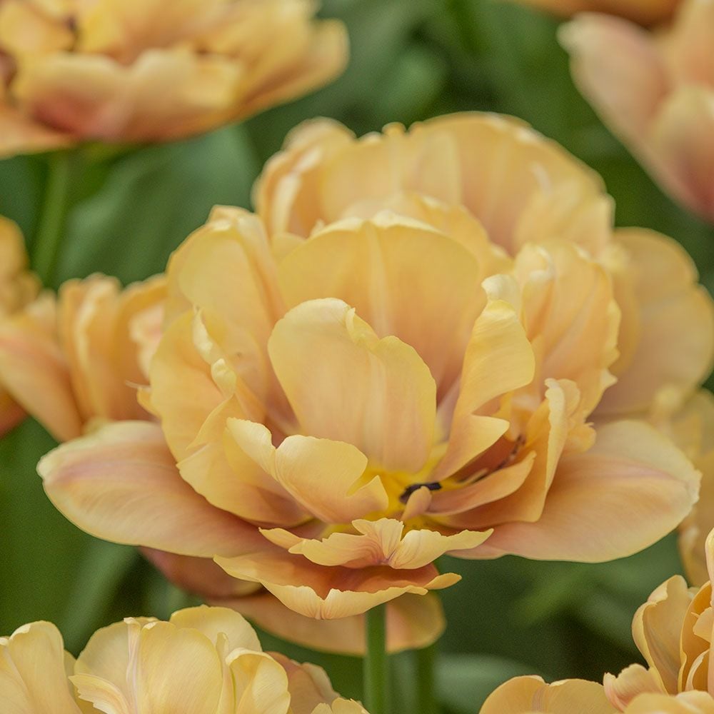 Tulip 'La Belle Epoque'