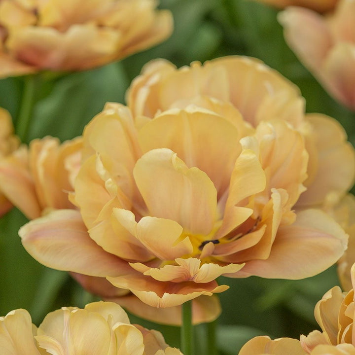 Tulip 'La Belle Epoque'