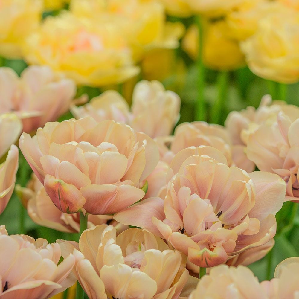 Tulip 'La Belle Epoque'