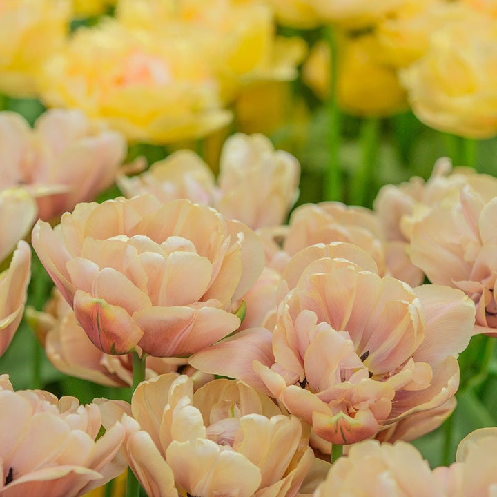 Tulip 'La Belle Epoque'