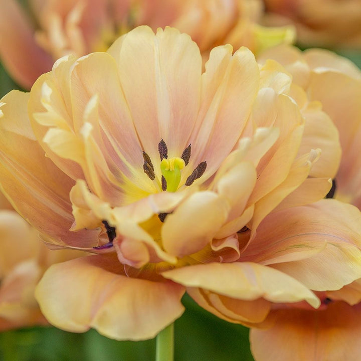 Tulip 'La Belle Epoque'