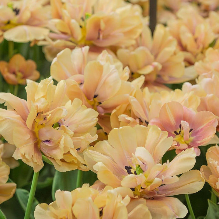 Tulip 'La Belle Epoque'