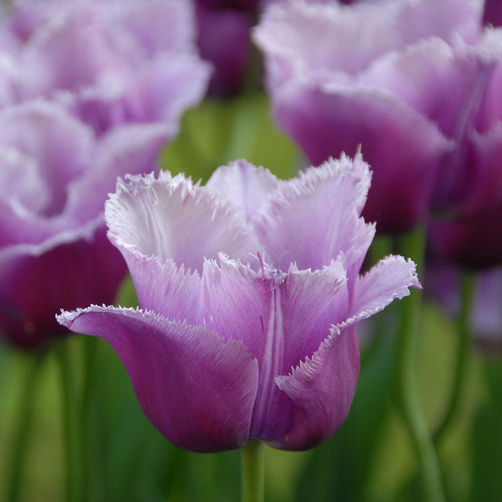 Tulip 'Louvre'
