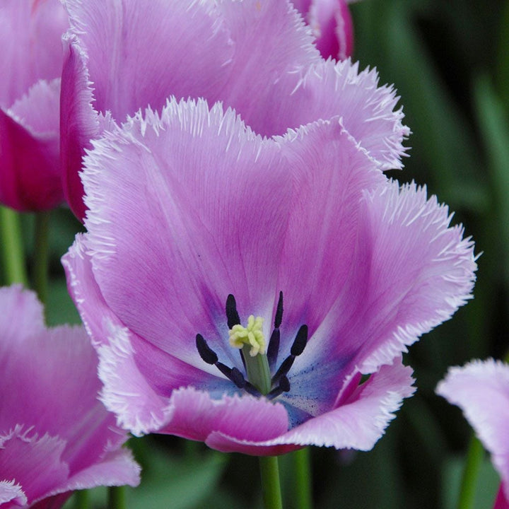 Tulip 'Louvre'