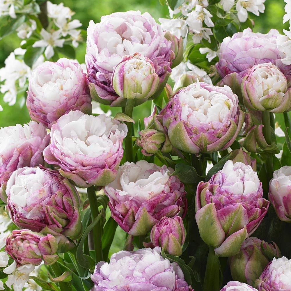Tulip 'Peggy Wonder'