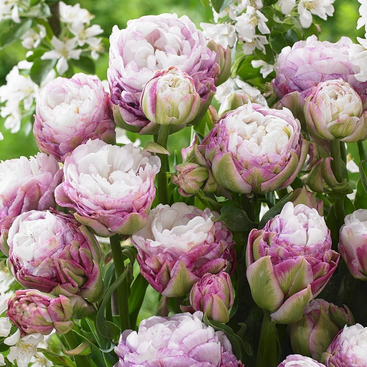 Tulip 'Peggy Wonder'