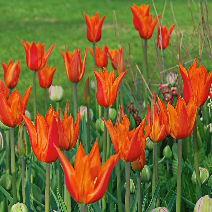 Tulip 'Ballerina'