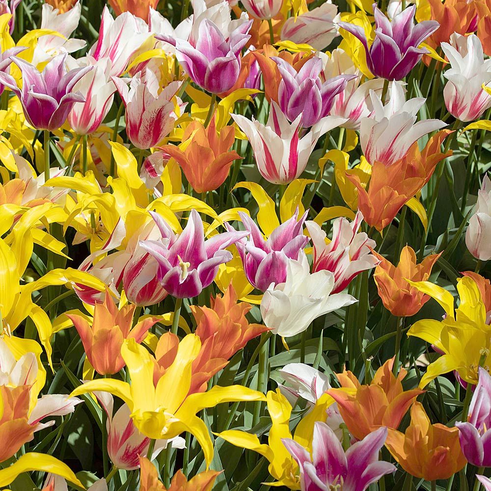 The Corps de Ballet Tulip Mix
