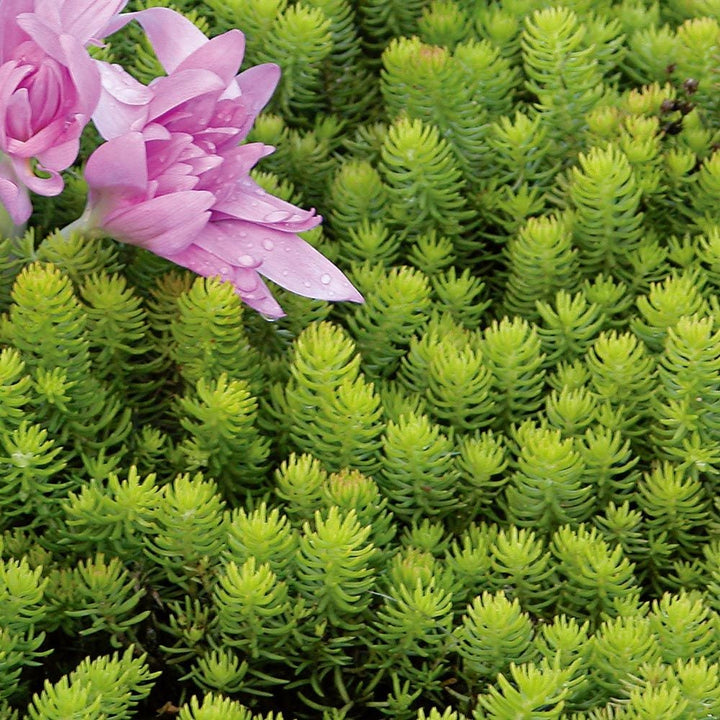 Sedum rupestre 'Angelina'