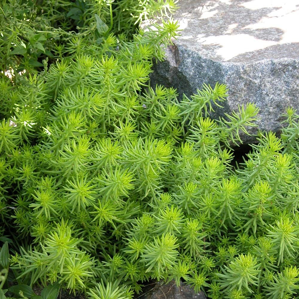 Sedum rupestre 'Angelina'