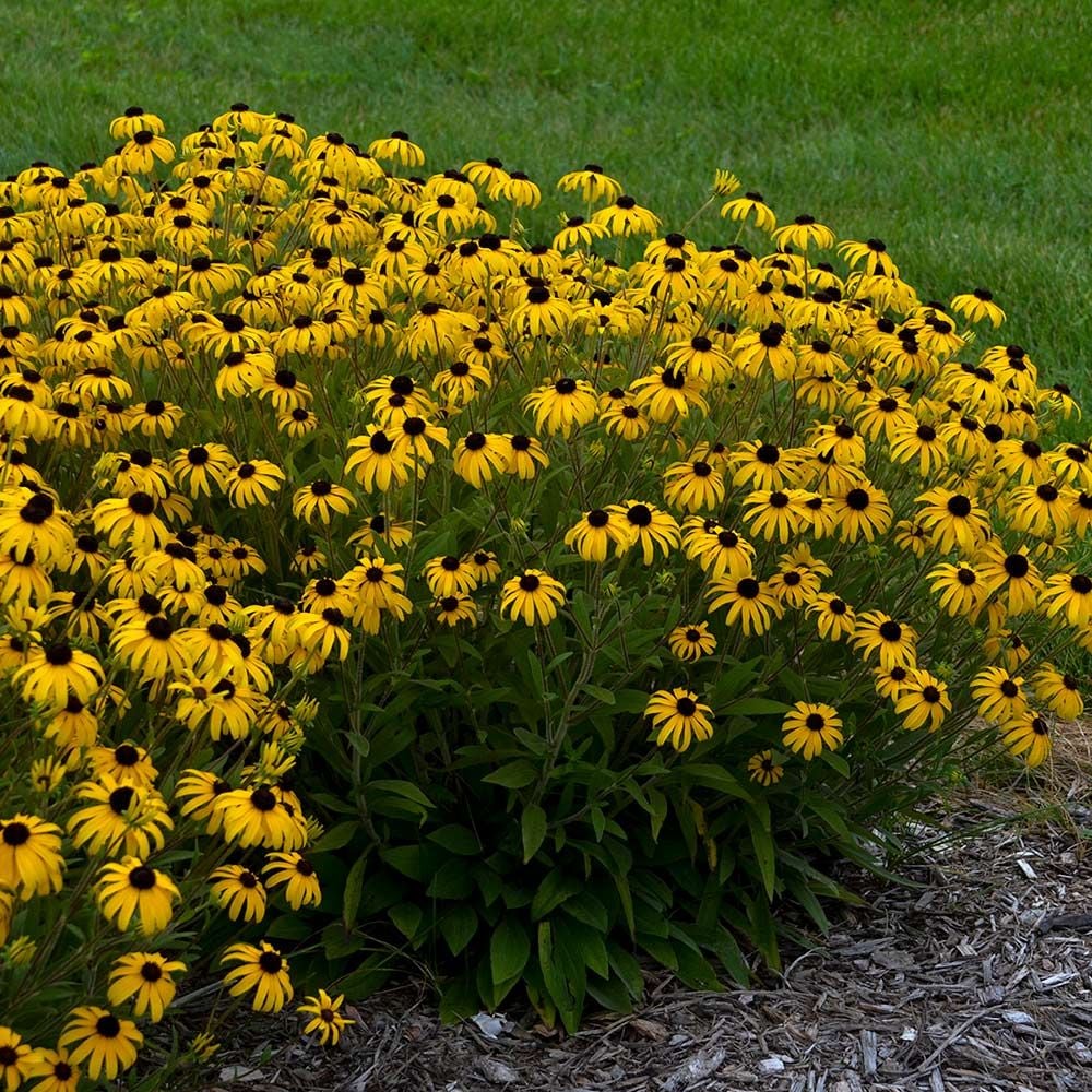 Rudbeckia 'American Gold Rush'