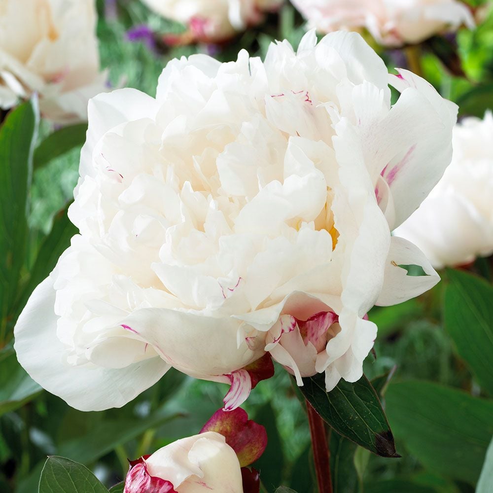 Peony 'Festiva Maxima'