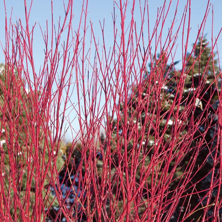 Cornus stolonifera Arctic Fire® Red
