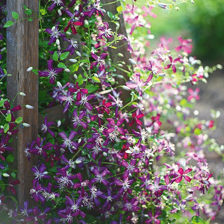 Clematis 'Sweet Summer Love'