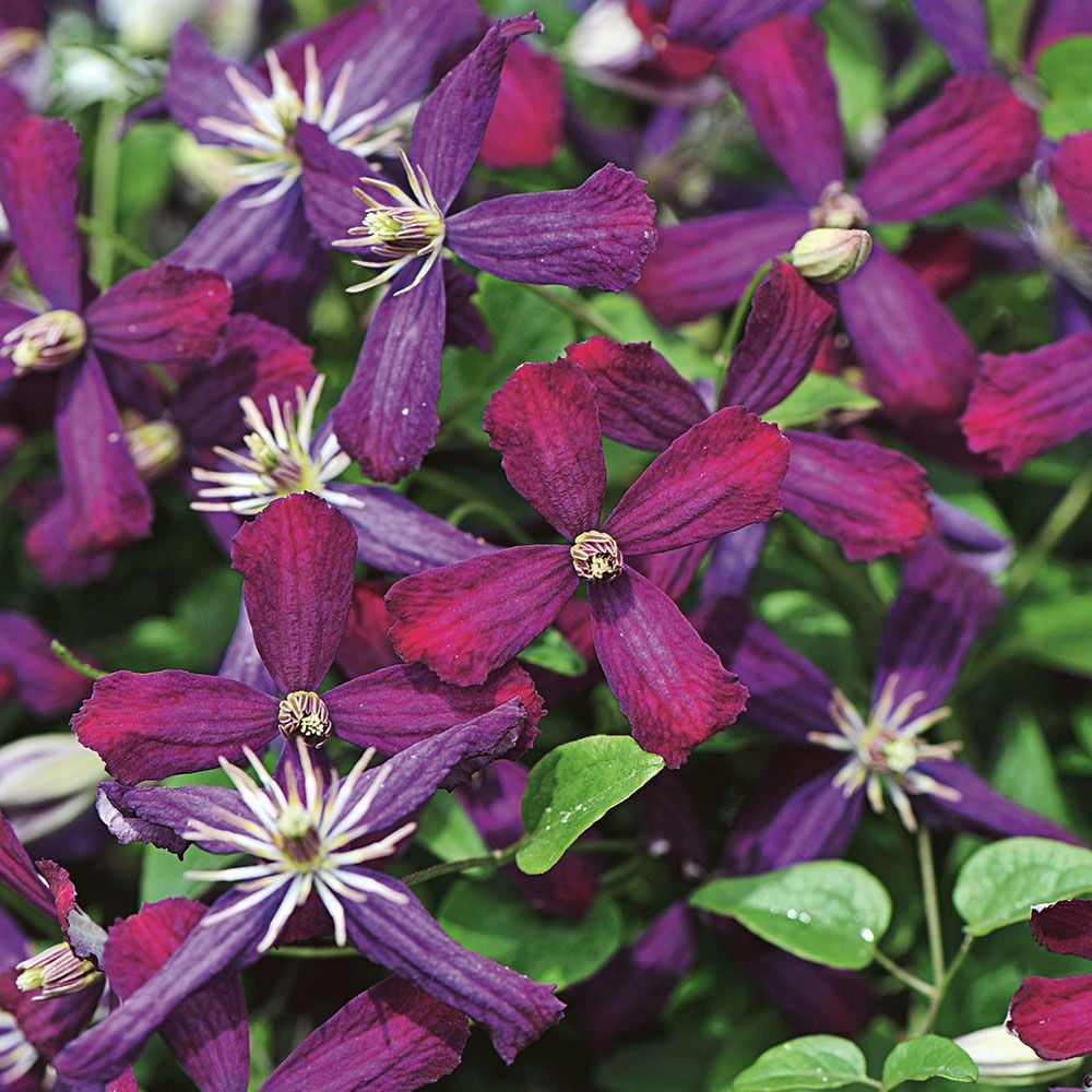 Clematis 'Sweet Summer Love'