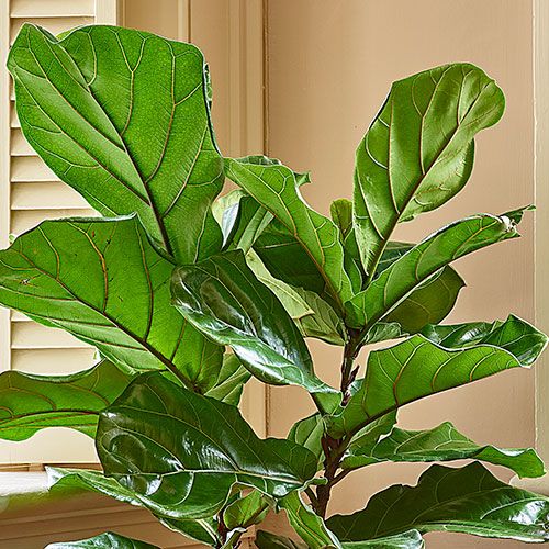 Fiddle-Leaf Fig in Bergs Gray Kobenhavner Pot & Saucer