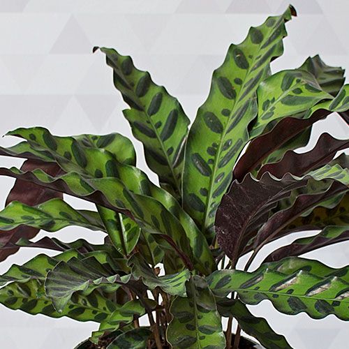 Rattlesnake Plant in white ceramic cachepot