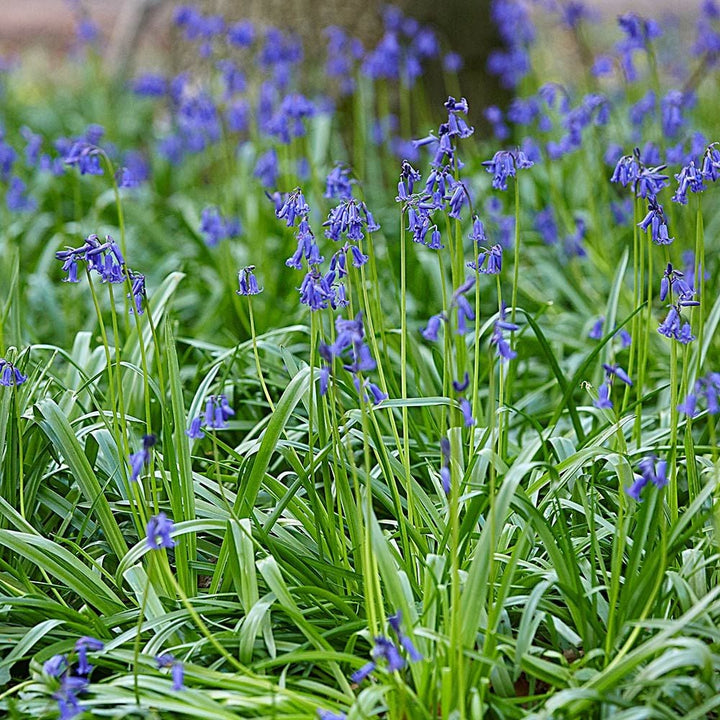 Pollinator Bulb Collection