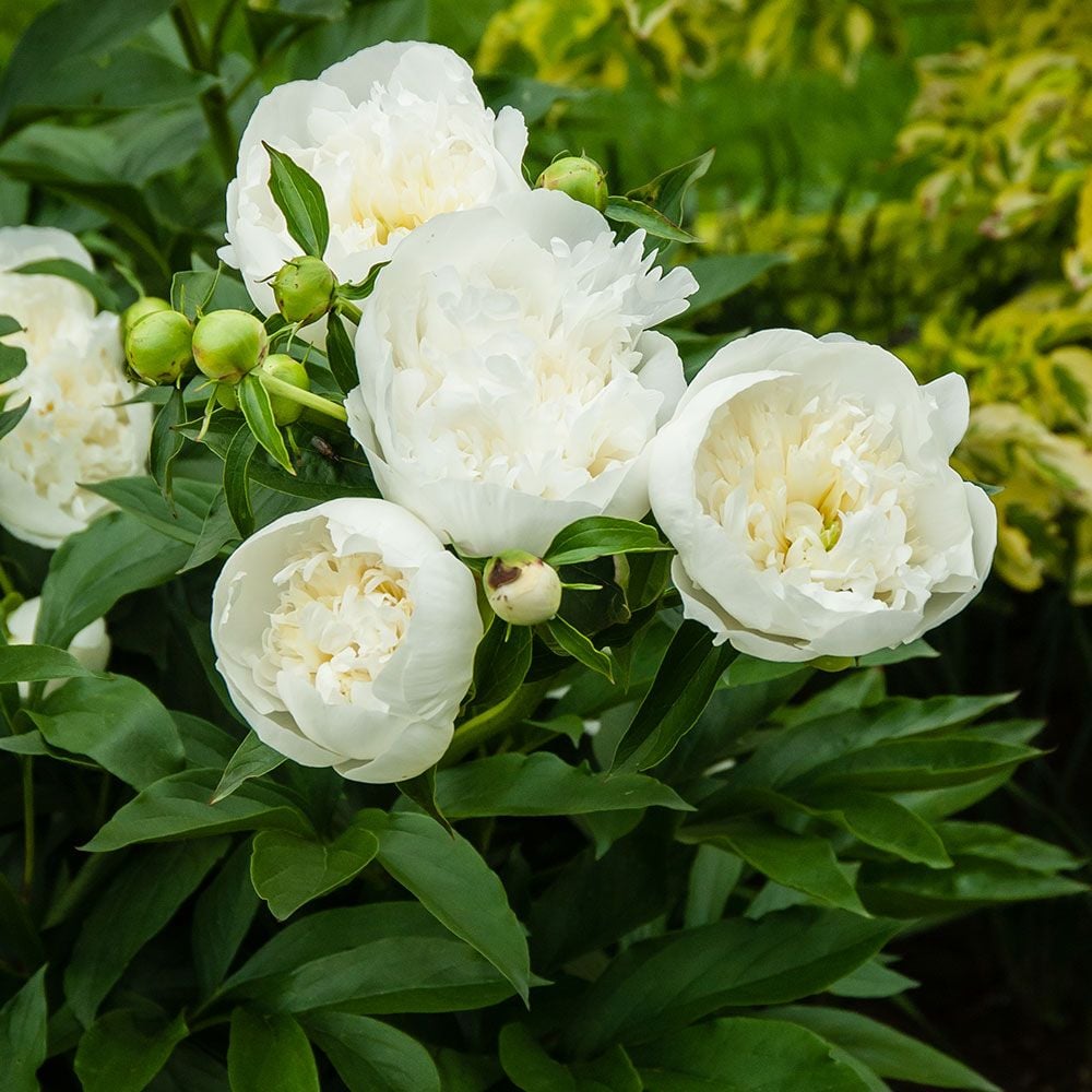 Fragrant Peony Collection
