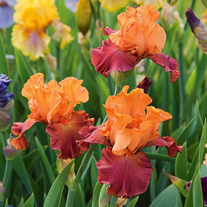 Bold Tall Bearded Iris Collection